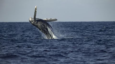 Bild zu Die geheimnisvolle Welt der Wale