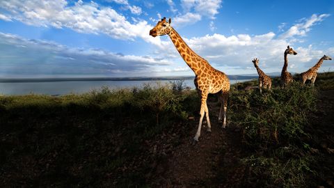 Bild zu Die Giraffen-Arche