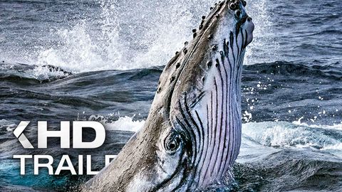 Bild zu Die geheimnisvolle Welt der Wale <span>Trailer</span>