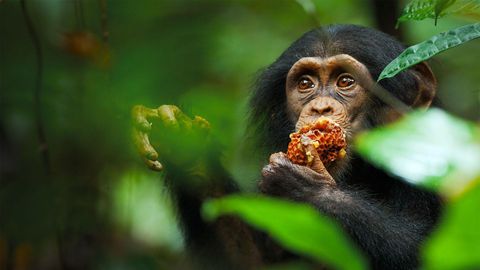 Bild zu Schimpansen